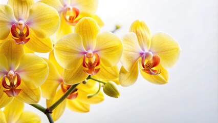 Obraz premium Extreme close-up of yellow orchids flowers on white background