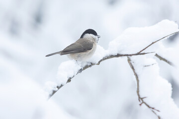 A small Marsh tit standing on a snowy branch in a wintry forest in Estonia, Northern Europe