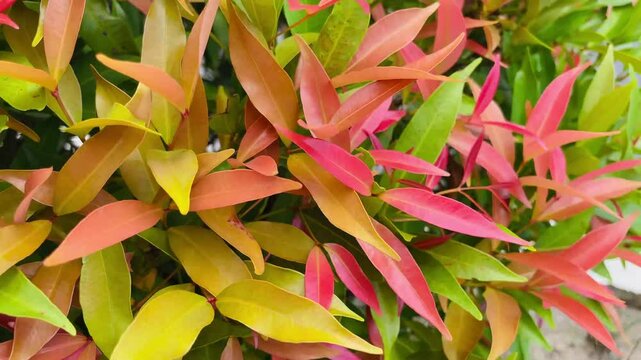 Syzygium oleina in the nature. This plant also Syzygium oleina, pucuk merah, daun pucuk merah, and Syzygium myrtifolium