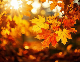Obraz premium Beautiful Autumn Leaves of Maple Trees Bathed in Warm Sunlight, Creating a Natural Autumn Background that Captures the Essence of Fall with Vibrant Colors and a Serene Atmosphere