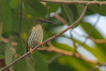 Streaked spiderhunter, Arachnothera magna, Dehing Dehing Patkai Wildlife Sanctuary, Assam, India
