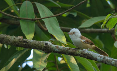 White-hooded babbler, Gampsorhynchus rufulus, Dehing Dehing Patkai Wildlife Sanctuary, Assam, India