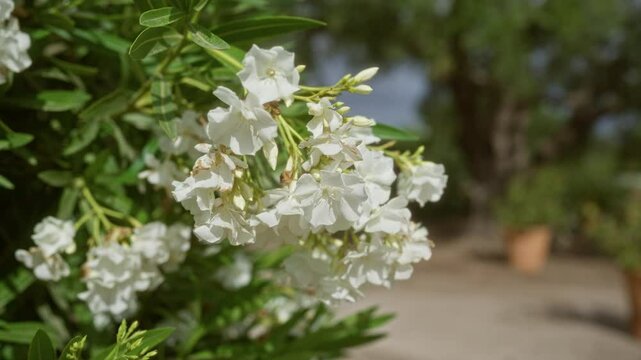 White nerium oleander flowers blooming outdoors in mallorca, balearic islands, showcasing natural beauty in a mediterranean garden setting under bright sunlight.