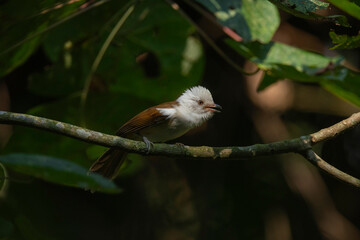 White-hooded babbler, Gampsorhynchus rufulus, Dehing Dehing Patkai Wildlife Sanctuary, Assam, India