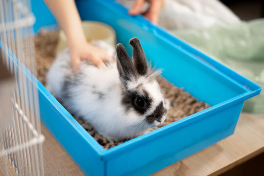 Fluffy rabbit in blue box being gently petted