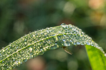 grass with drops closeup