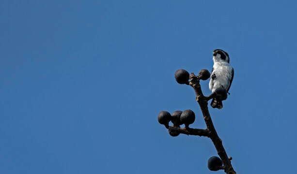 Pied Falconet, Microhierax melanoleucos Dehing Dehing Patkai Wildlife Sanctuary, Assam, India
