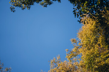 Tree branch with autumn leaves over blue sky