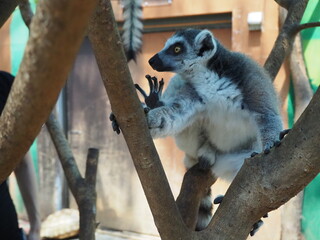 可愛いワオキツネザル