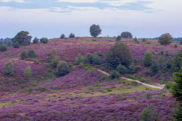 Nature landscape, The flowering Calluna vulgaris (heide, ling, or simply heather) on slope, Purple...