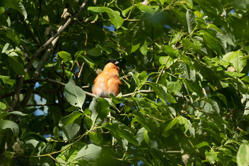 Puffed male Eurasian bullfinch perched in the middle of lush green leaves in a boreal forest in Estonia, Northern Europe