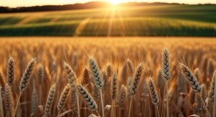 Golden sunlit wheat field background endless wheat fields glowing under the golden sun