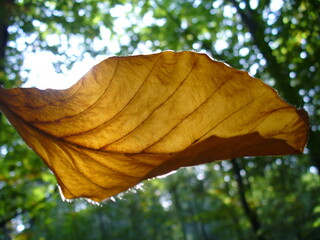 Orange and brown autumn leaf and branches trees in forest with green leaves and sunlight on sunny day - close-up shot. Topics: beauty of nature, natural environment, season, macro, forestry