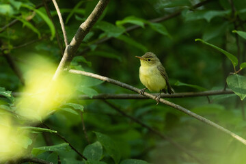 Icterine warbler perched in the middle of lush environment in a deciduous forest in rural Estonia, Northern Europe	