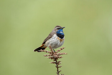 Bluethroat, Luscinia svecica,  Ladakh, Jammu and Kashmir, India
