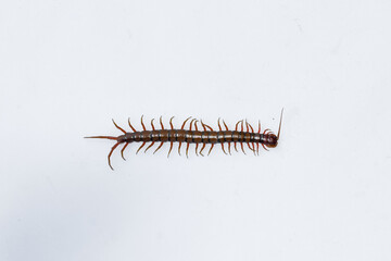 Centipede or Kilopod (Chilopoda) on isolated white background, red Centipede