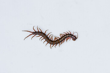 Centipede or Kilopod (Chilopoda) on isolated white background, red Centipede