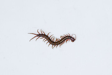 Centipede or Kilopod (Chilopoda) on isolated white background, red Centipede