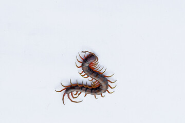 Centipede or Kilopod (Chilopoda) on isolated white background, red Centipede