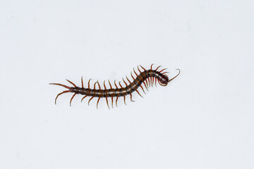 Centipede or Kilopod (Chilopoda) on isolated white background, red Centipede