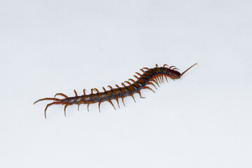 Centipede or Kilopod (Chilopoda) on isolated white background, red Centipede
