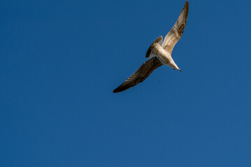seagull flying in the blue sky