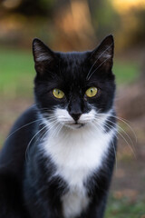 black and white cat