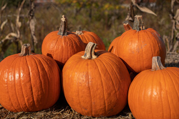 Bright orange pumpkins lying on straw, organic pumpkin, pumpkin decor, agritourism, home decoration with pumpkin
