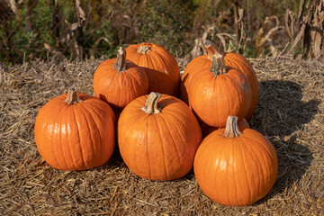 Bright orange pumpkins lying on straw, organic pumpkin, pumpkin decor, agritourism, home decoration with pumpkin
