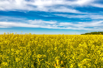 Obraz premium Blooming rapeseed (Brassica napus).Yellow field and blue sky with clouds.Agricultural field with rapeseed plants. Oilseed, canola, colza.Blooming yellow canola flower meadows.