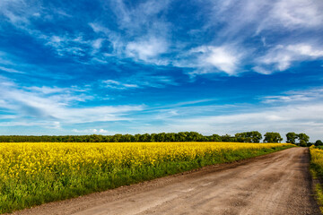 Blooming rapeseed (Brassica napus).Yellow field and blue sky with clouds.Agricultural field with...