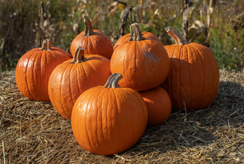 Bright orange pumpkins lying on straw, organic pumpkin, pumpkin decor, agritourism, home decoration with pumpkin
