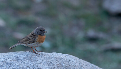Robin Accentor, Prunella rubeculoides, Ladakh, Jammu and Kashmir, India
