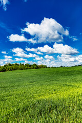 Field landscape with blue sky and green grass.Agricultural field on which grow cereals, summer time.