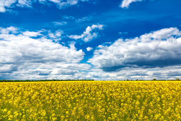 Blooming rapeseed (Brassica napus).Yellow field and blue sky with clouds.Agricultural field with rapeseed plants. Oilseed, canola, colza.Blooming yellow canola flower meadows.