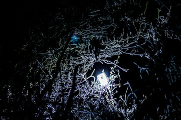 Tree branches covered with hoarfrost at night. Winter background
