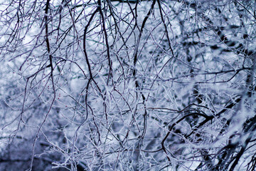 Frozen branches of trees in the winter forest. Natural background.
