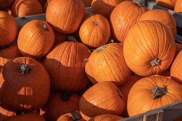 Close-up of orange pumpkins at a village market. organic pumpkin, pumpkin decor, agritourism, home decoration with pumpkin
