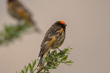 Red-fronted Serin or fire-fronted serin, Serinus pusillus Male, Ladakh, Jammu and Kashmir, India