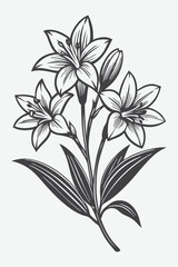 Zephyranthes Rain Lily Branch with Flowers Silhouette Vector Illustration in Detailed Floral Design