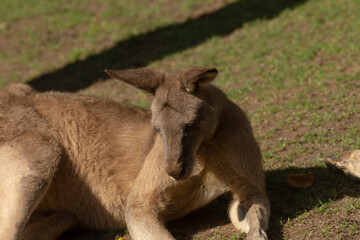 A kangaroo is comfortably laying down in the lush green grass and curiously looking at the camera with its keen eyes