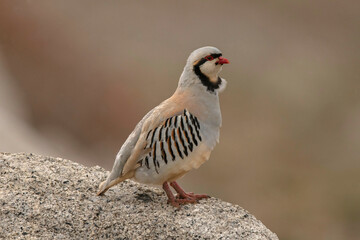 Chukar Partridge, Ladakh, Jammu and Kashmir, India