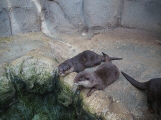 Obraz premium 可愛いコツメカワウソ