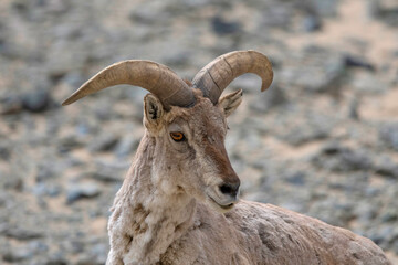 Blue Sheep or bharal, Pseudois nayaur, Ladakh, Jammu and Kashmir, India