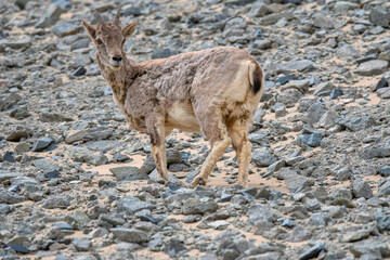 Fototapeta premium Blue Sheep or bharal, Pseudois nayaur, Ladakh, Jammu and Kashmir, India