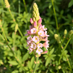 fiori rossastri parassiti (Orobanche gracilis)