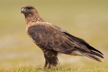 Upland Buzzard, Buteo hemilasius,  Ladakh, India
