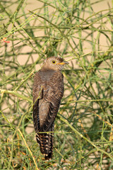 Common Hawk Cuckoo Juv, Hierococcyx varius, Desert National Park, Rajasthan, India