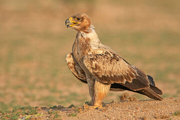 Obraz premium Tawny eagle, Aquila rapax, Desert National Park, Rajasthan, India