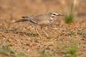 Greater hoopoe-lark, Alaemon alaudipes, Desert National Park, Rajasthan, India